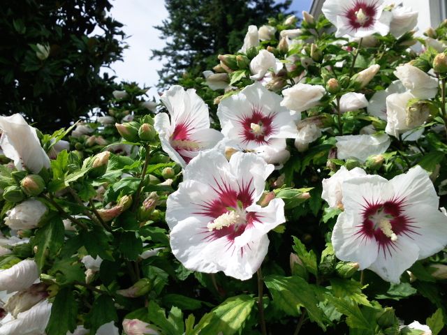 Hibiscus syriacus (Althéa) - Arbuste, blanc et rouge