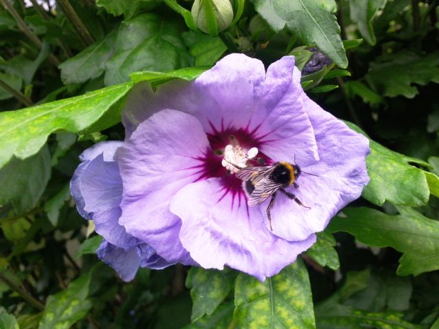 Hibiscus syriacus (Althéa) - Parme