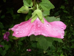 Alcea rosea (Rose trémière) - Profil
