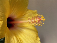 Hibiscus rosa-sinensis (Hibiscus Rose de Chine) - Jaune, pistil