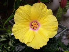 Hibiscus rosa-sinensis (Hibiscus Rose de Chine) - Jaune, Face