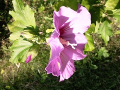 Hibiscus syriacus (Althéa) - Profil