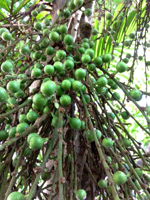 Ficus capensis