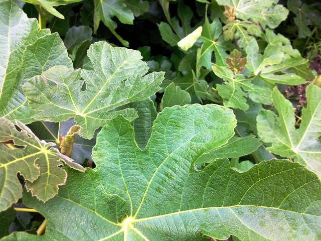 Ficus carica (Figuier) - Feuilles