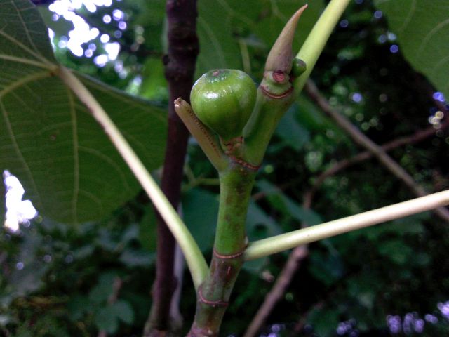 Ficus carica (Figuier)