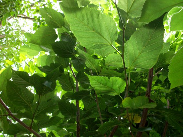 Morus alba L. (Murier blanc)