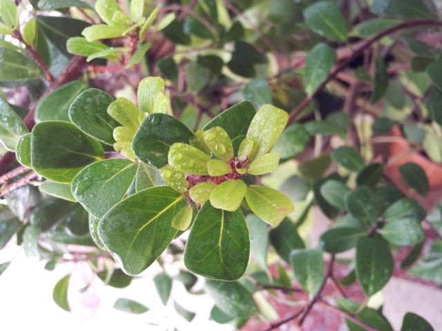 Ficus lingua - Feuilles