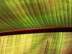 Ensete ventricosum (Bananier d'Abyssinie) - Rachis 
