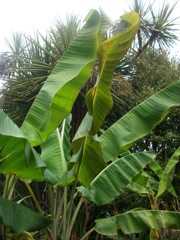 Musa yunnanensis (Bananier du Yunnan)