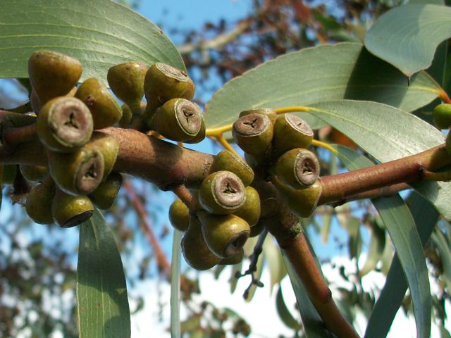 Eucalyptus - Fruits