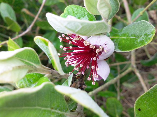 Feijoa sellowiana (Goyavier du Brésil) - Fleur et feuilles