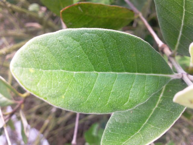 Feijoa sellowiana (Goyavier du Brésil) - Feuille