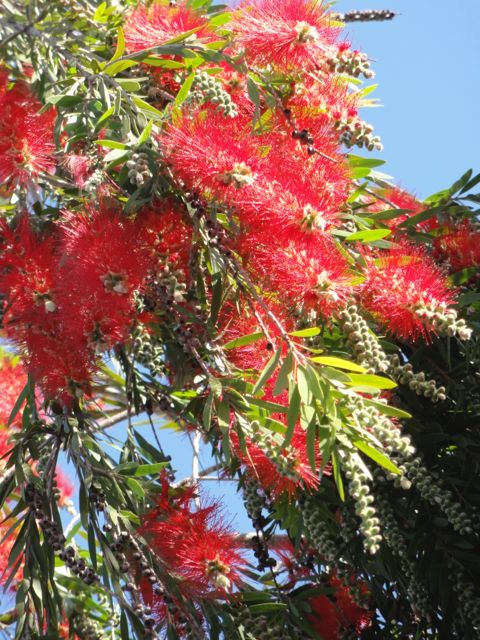 Callistemon (Goupillon) - Fleurs