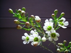 Chamaelaucium uncinatum (Wax flower) - Rameau