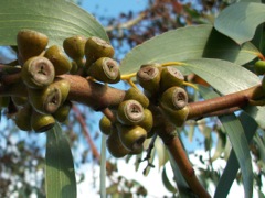 Eucalyptus - Fruits