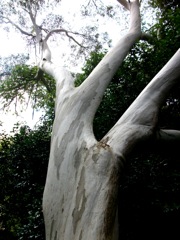 Eucalyptus - Tronc