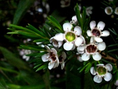 Chamaelaucium uncinatum (Wax flower) - Vert et prune