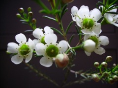 Chamaelaucium uncinatum (Wax flower) - Bouton