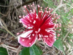 Feijoa sellowiana (Goyavier du Brésil) - Fleur rouge