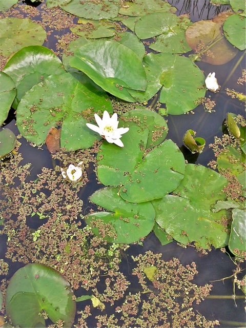 Nymphaea alba (Nénuphar blanc)