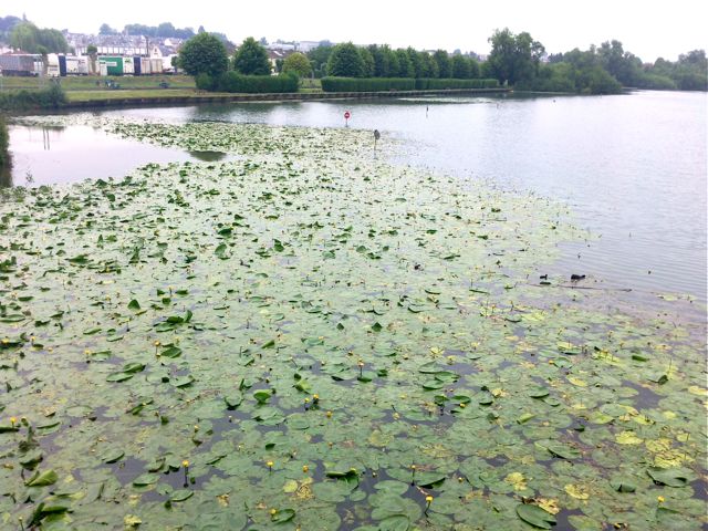 Nuphar lutea - Marais d'Isle