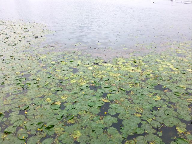 Nuphar lutea - Dégradé