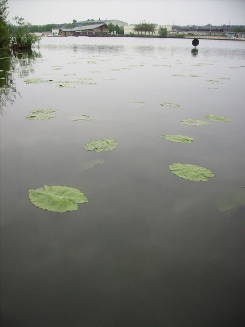 Nuphar lutea - Plan d'eau