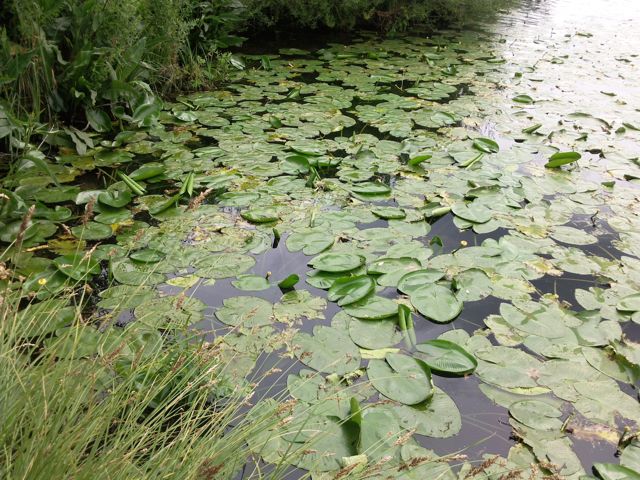 Nuphar lutea - Colonie