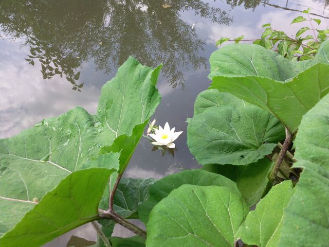 Nymphaea alba (Nénuphar blanc) - Hortillonages