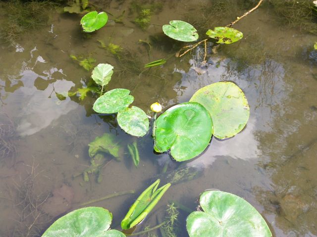 Nuphar lutea - Feuilles