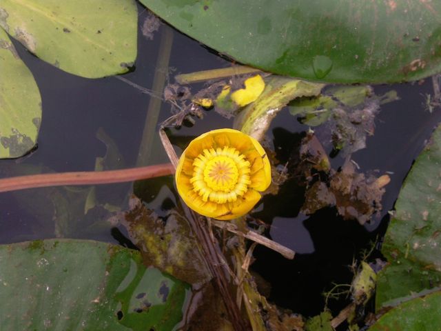 Nuphar lutea - Face, jaune