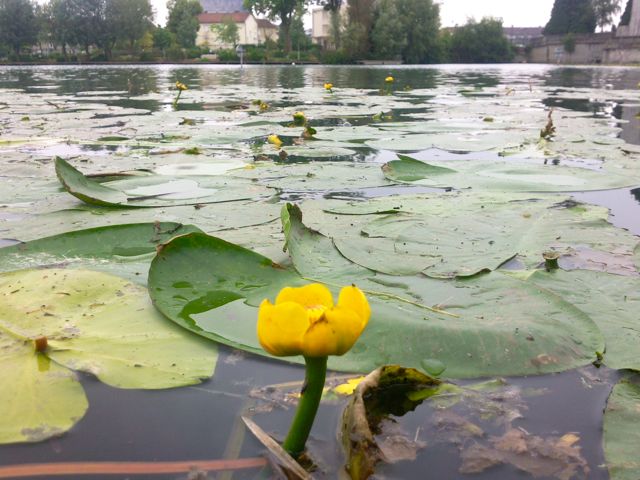 Nuphar lutea - Plan d'eau