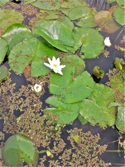 Nymphaea alba (Nénuphar blanc)