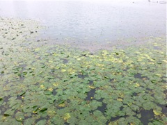 Nuphar lutea - Dégradé