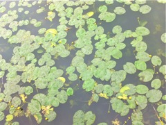 Nuphar lutea - Expansion