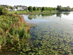 Nuphar lutea - Berges