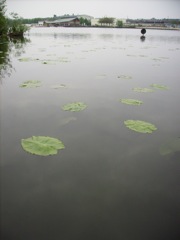 Nuphar lutea - Plan d'eau