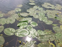 Nuphar lutea - Reflets