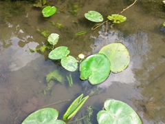 Nuphar lutea - Feuilles