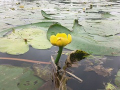 Nuphar lutea - Profil, jaune