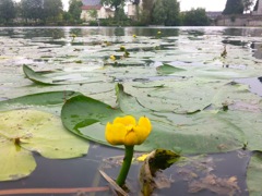 Nuphar lutea - Plan d'eau