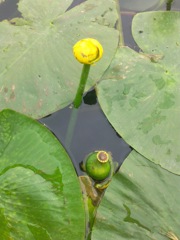 Nuphar lutea - Fruit