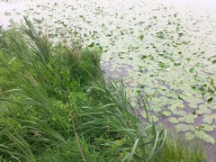 Nuphar lutea - Berge