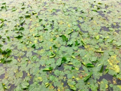 Nuphar lutea - Paysage