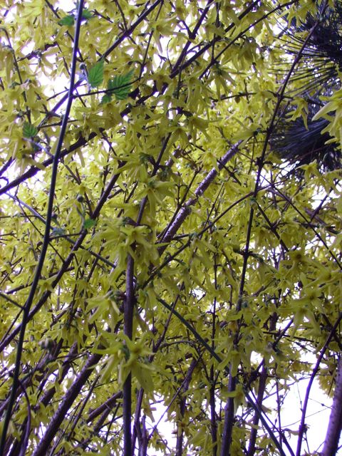 Forsythia - Arbuste