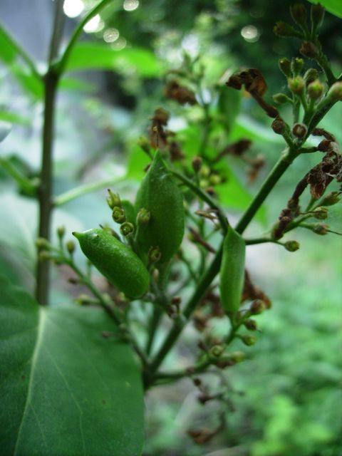 Syringa vulgaris (Lilas) - Fruits