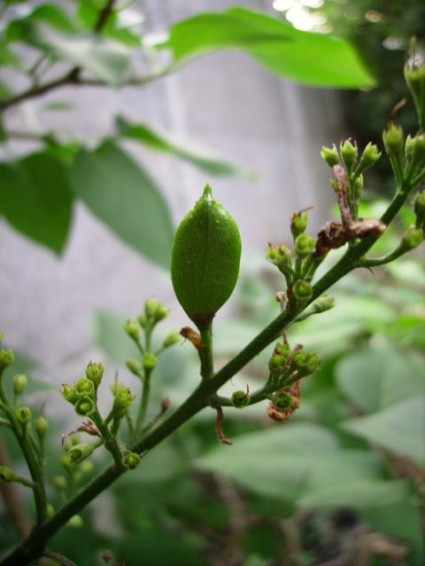Syringa vulgaris (Lilas) - Fruit