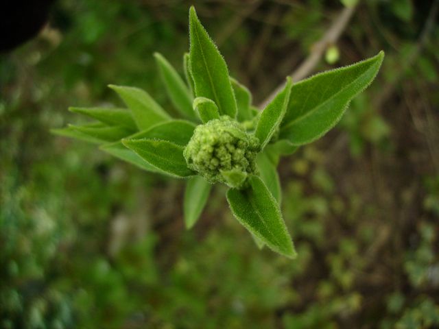 Syringa vulgaris (Lilas) - Bourgeon de Lilas blanc