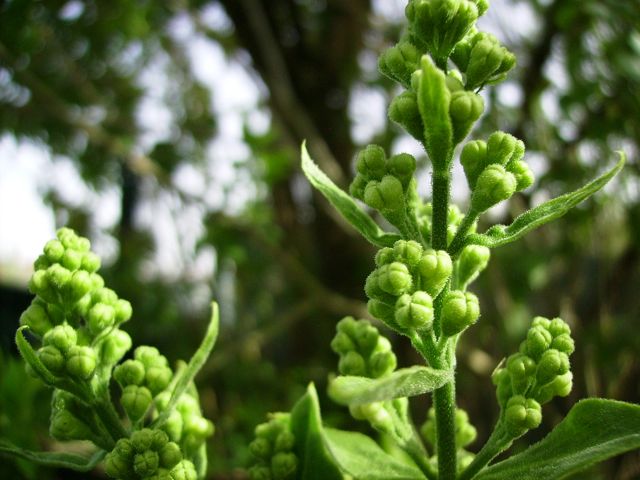 Syringa vulgaris (Lilas) - Bourgeons