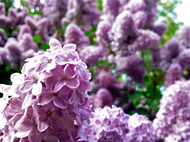 Syringa vulgaris (Lilas) - Parme